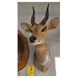 AFRICAN ANTELOPE