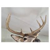 WHITETAIL DEER - 8 PT - 20"
