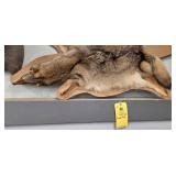 COYOTE PELT
