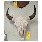 BUFFALO SKULL