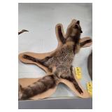 COYOTE PELT