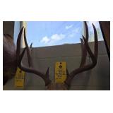 MULE DEER RACK - 10 PT - 15"