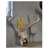 WHITETAIL SKULL - 8 PT - 13.5"