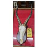 BLESBOK SKULL