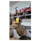 GREATER KUDU - 36" HORNS