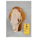 BEAR SKULL