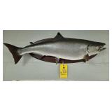 SILVER SALMON - 36