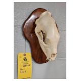 BEAR SKULL