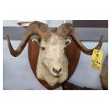 DOLL RAM SHEEP MOUNT - 25" HORNS