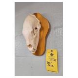 BEAR SKULL