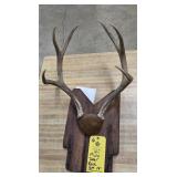 MULE DEER RACK - 6 PT - 14"