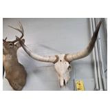 STEER SKULL