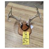 WHITETAIL RACK - 7 PT - 15"
