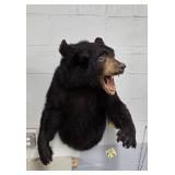 HALF BLACK BEAR MOUNT