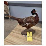 PHEASANT