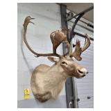 CARIBOU