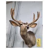 MULE DEER MOUNT