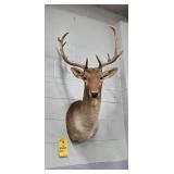 FALLOW DEER