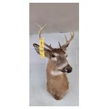 WHITETAIL - 9 PT - 12"