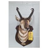 ANTELOPE