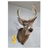 WHITETAIL DEER - 8 PT - 12.5"