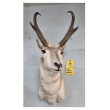 LIGHT COLORED ANTELOPE