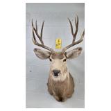MULE DEER - 10 PT - 16"