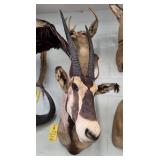 AFRICAN ORYX -29"