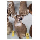 WHITETAIL DEER - 8 PT - 20"