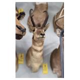 ANTELOPE