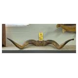 STEER HORNS - 35"