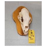 BEAR SKULL