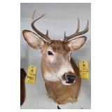 WHITETAIL DEER - 8 PT - 14"