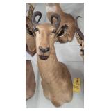 AFRICAN ANTELOPE