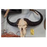 CAPE BUFFALO SKULL - 35"