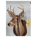 WHITETAIL DEER - 9 PT - 13"
