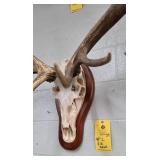 ELK SKULL - 44"