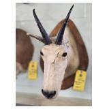 MOUNTAIN GOAT