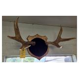 MOOSE HORNS - 28"