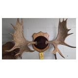 MOOSE HORNS - 38"