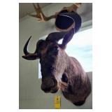 WILDEBEEST