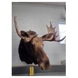 MOOSE MOUNT - 33"