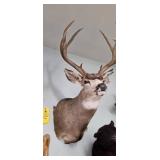 HALF DOE MOUNT