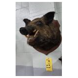 WILD BOAR HEAD