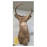 WHITETAIL DEER - 8 PT - 18"