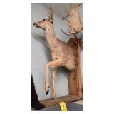 HALF DOE MOUNT