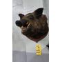 WILD BOAR HEAD