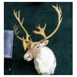 Caribou Trophy Mount