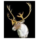 Caribou Trophy Mount