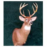 Whitetail trophy mount